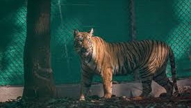 Tigress Zeenat: ବାଘୁଣୀ ଅଚେତ୍