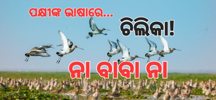 ଚିଲିକା ଆସିବାକୁ କୁନ୍ଥକୁନ୍ଥ ବିଦେଶୀ ପକ୍ଷୀ