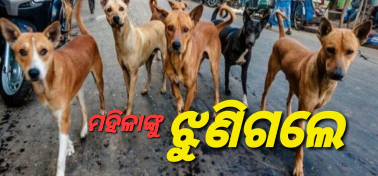 ମହିଳାଙ୍କୁ ଝୁଣିଗଲେ ୫ ବୁଲା କୁକୁର