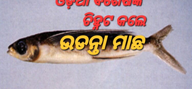 ଭାରତ ଉପକୂଳରେ ଉଡ଼ନ୍ତା ମାଛ