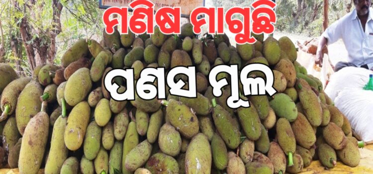 ମଣିଷ ଖୋଜୁଛି ପଣସ ମୂଲ