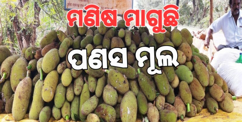 Raw Jackfruit: Farmers' sorrow turns into smiles on brokers' faces