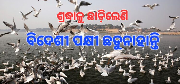 ପ୍ରୟାଗରାଜ ପ୍ରେମରେ ବିଦେଶୀ ପକ୍ଷୀ
