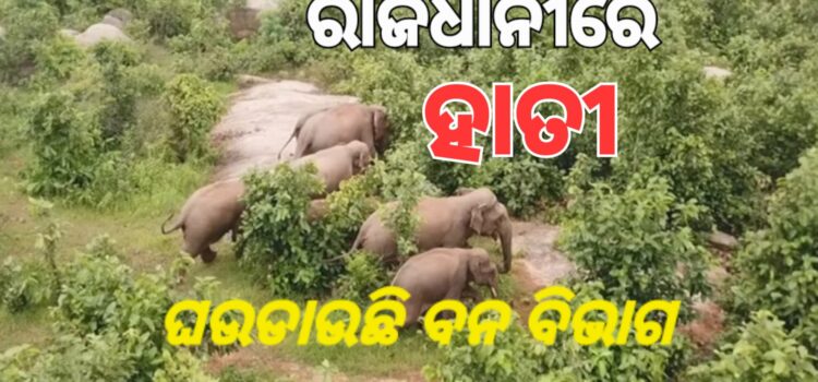 ଏମ୍ସ ନିକଟରେ ହାତୀ ପଲ