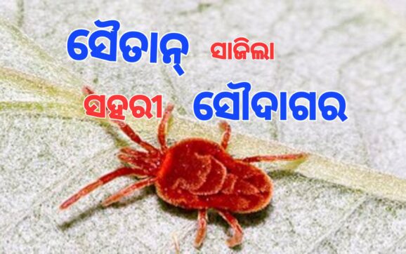 ସାଧବ ବୋହୂ ପାଇଁ କାଳ ସାଜିଛି ସହରୀ ସୌଦାଗର