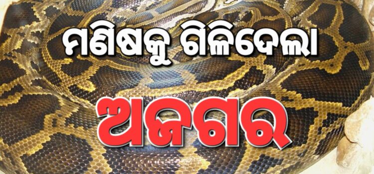 ଅଜଗର ପେଟରୁ ବାହାରିଲା ମଣିଷ