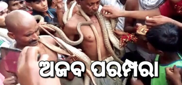 ଅଜବ ପରମ୍ପରା: ଜୀବନ୍ତ ସାପ ସହ ଶୋଭାଯାତ୍ରା
