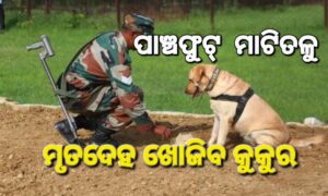 ପାଞ୍ଚ ଫୁଟ୍‌ ମାଟିତଳୁ ମୃତଦେହ ଶୁଙ୍ଘିପାରିବ କୁକୁର