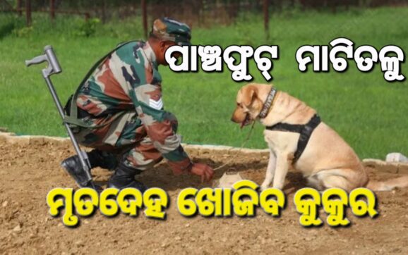 ପାଞ୍ଚ ଫୁଟ୍‌ ମାଟିତଳୁ ମୃତଦେହ ଶୁଙ୍ଘିପାରିବ କୁକୁର