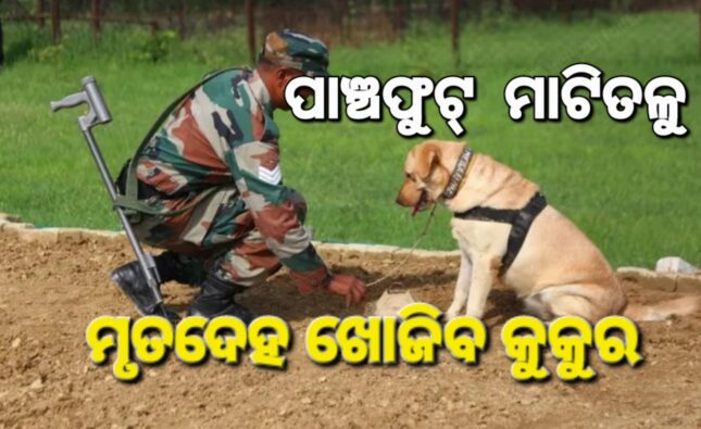 ପାଞ୍ଚ ଫୁଟ୍‌ ମାଟିତଳୁ ମୃତଦେହ ଶୁଙ୍ଘିପାରିବ କୁକୁର