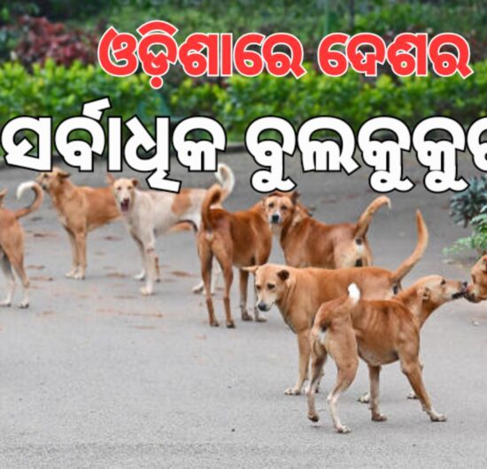 ଓଡ଼ିଶା ଅଛନ୍ତି ୧୮ ଲକ୍ଷ ବୁଲାକୁକୁର