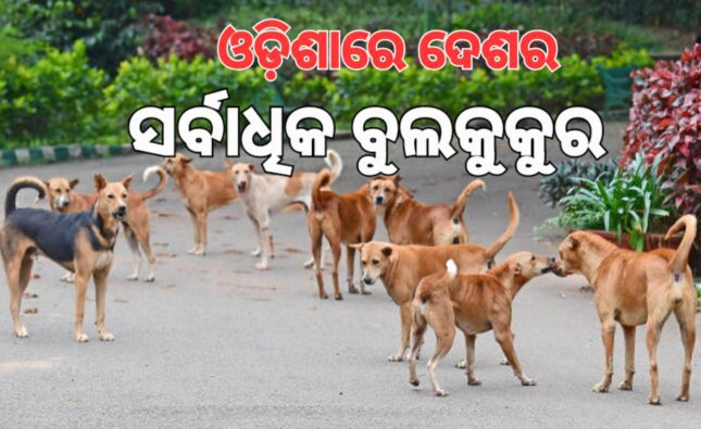 ଓଡ଼ିଶା ଅଛନ୍ତି ୧୮ ଲକ୍ଷ ବୁଲାକୁକୁର