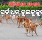 ଓଡ଼ିଶା ଅଛନ୍ତି ୧୮ ଲକ୍ଷ ବୁଲାକୁକୁର
